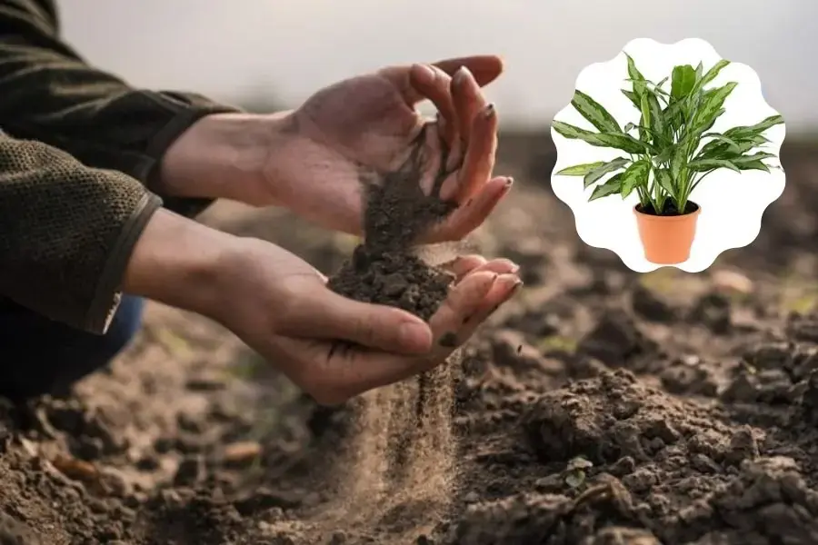 Giữ Tiền phù hợp với loại đất trồng phù sa, màu mỡ.