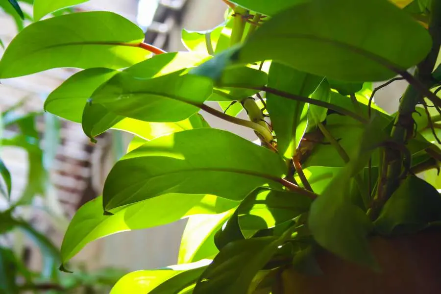 Đáp ứng đủ ánh sáng cần thiết