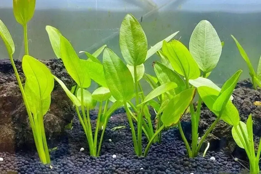 Cây lan nước trong hồ thủy sinh.