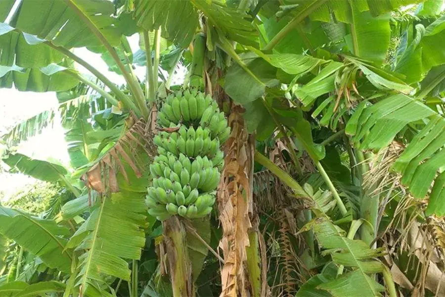 Chuối thường mọc thành bụi, thân thẳng và rán lá thuôn dài.
