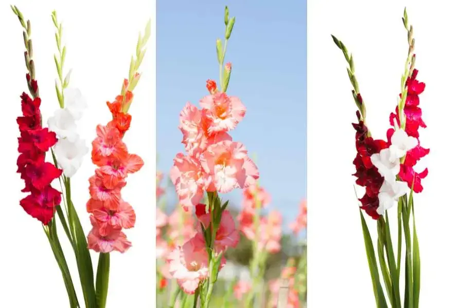 Dùng nước sạch để cắm hoa, nhớ thay nước thường xuyên cho hoa.