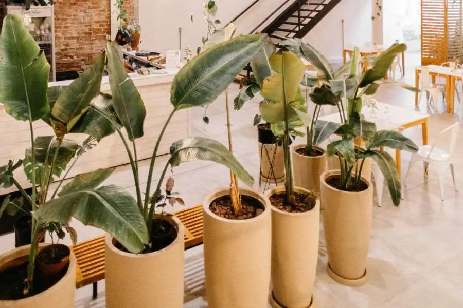 Trang trí cây xanh trong quán cafe với cây chuối cảnh tạo cảm giác bình yên, nhẹ nhàng.