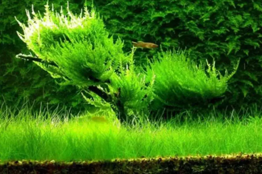 Yếu tố nhiệt độ cũng ảnh hưởng rất nhiều tới rêu thủy sinh.