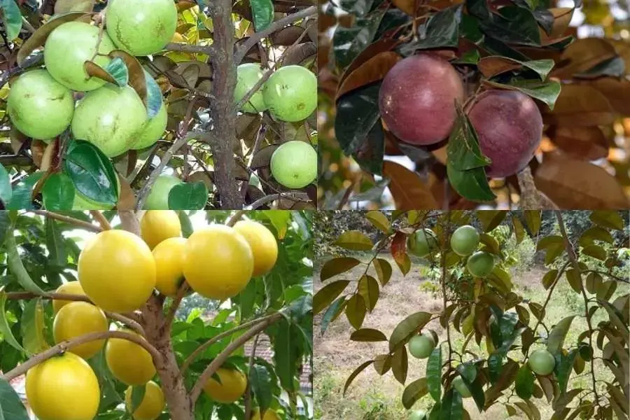 Có rất nhiều giống cây vú sữa khác nhau được trồng ở khu vực miền Nam nước ta.