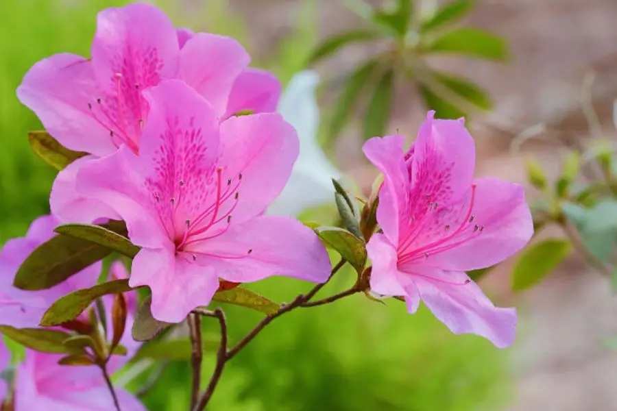 Đỗ Quyên hồng lãng mạn.