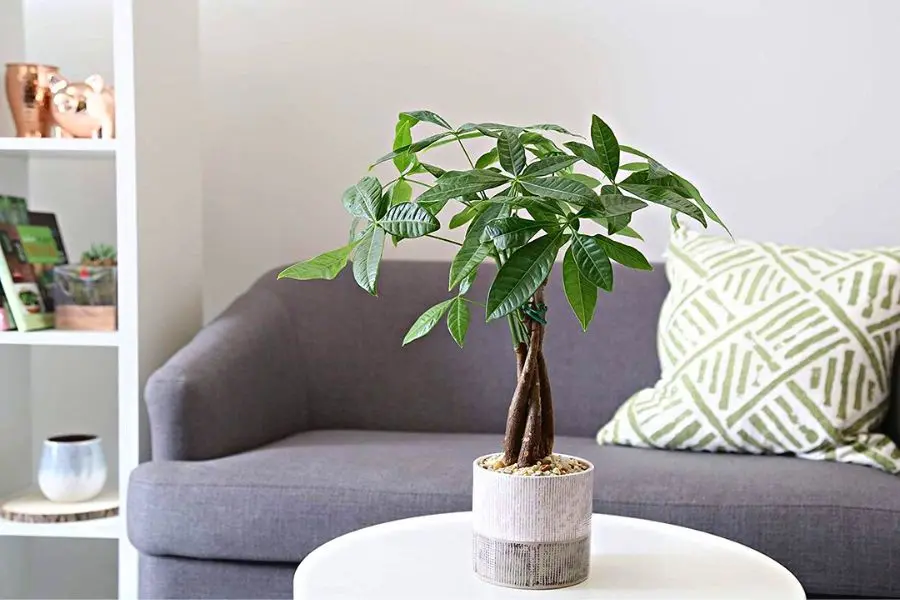 Một số hướng dẫn về cách trồng và chăm sóc cây Kim Ngân mà bạn nên lưu ý.