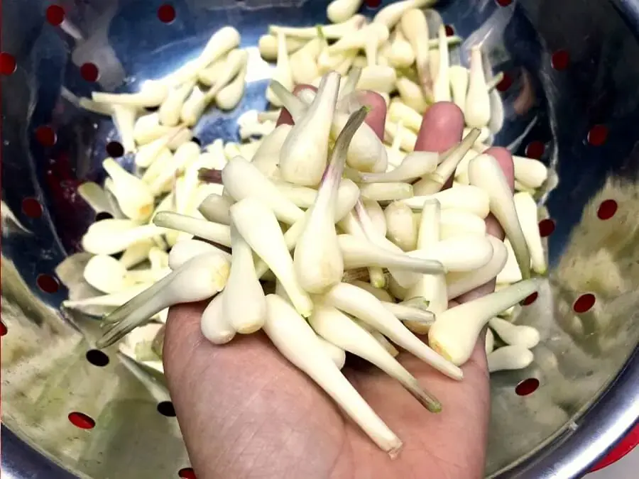 Làm củ kiệu ngày Tết giòn ngon qua một số bí quyết chọn kiệu ngon.