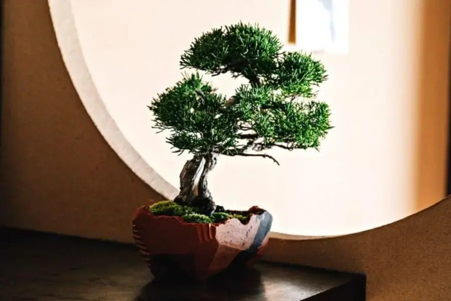 Cây tùng la hán thích hợp làm chậu cảnh phong thủy cho người mệnh mộc