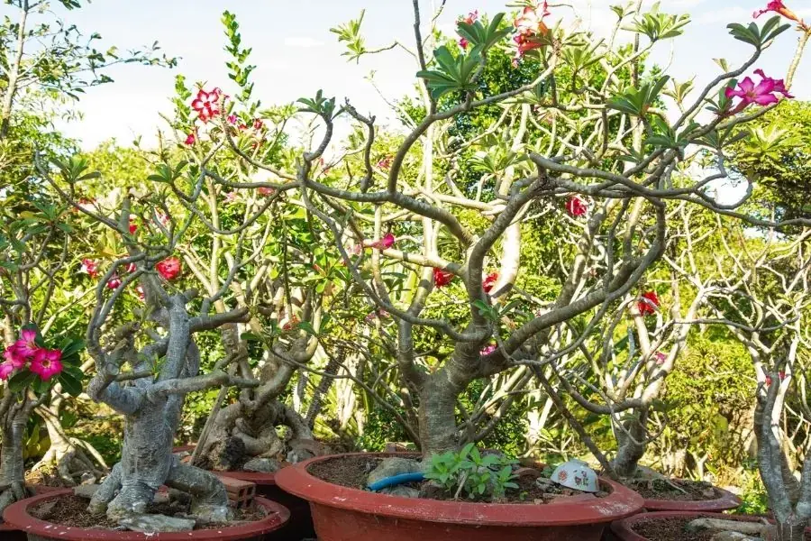 Cây bông sứ là loại cây không có độc