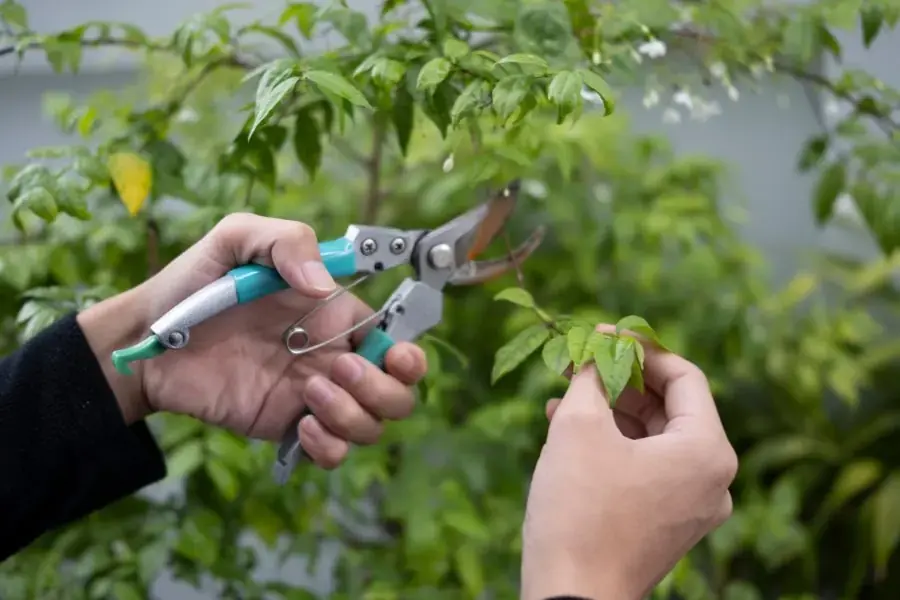 Cắt tỉa thường xuyên để cây vú sữa phát triển tốt và tránh sâu bệnh hại.