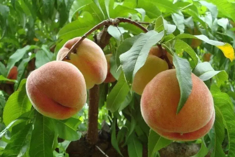 Quả đào