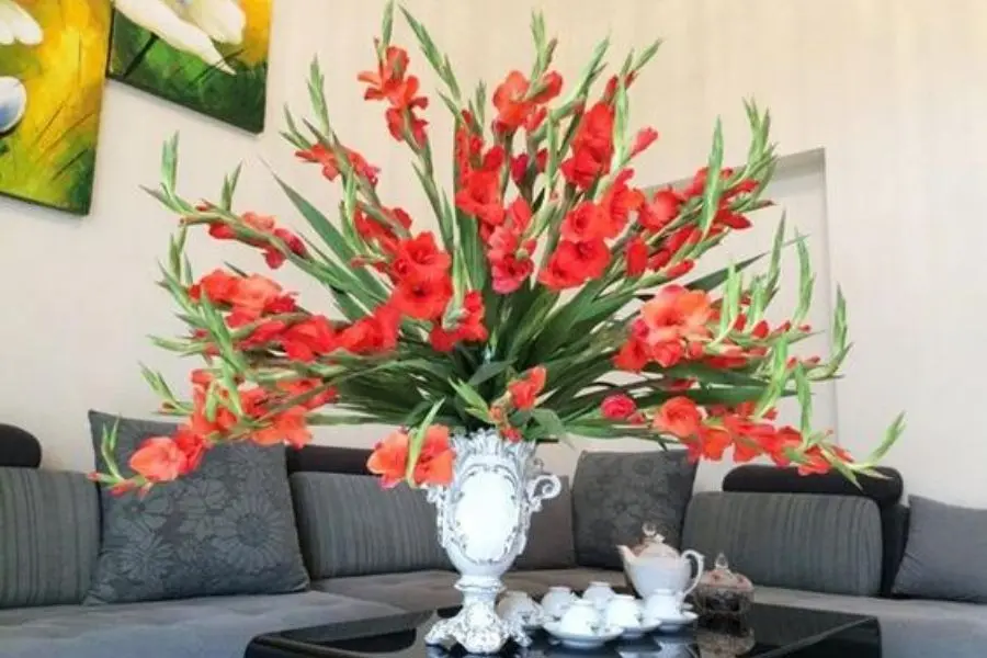 Hoa lay ơn biểu trưng cho sự hòa thuận và hạnh phúc.