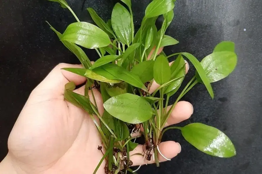 Trồng Lan nước đúng kỹ thuật giúp cây sinh trưởng tốt và khỏe mạnh.