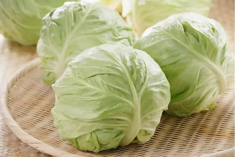 Ấn vào bắp cải để thử độ cứng