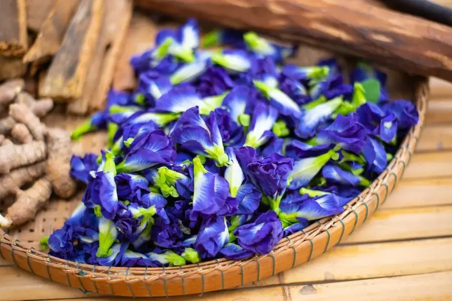 Hoa đậu biếc có nhiều tác dụng trong việc hỗ trợ tăng cường miễn dịch, điều trị mất ngủ