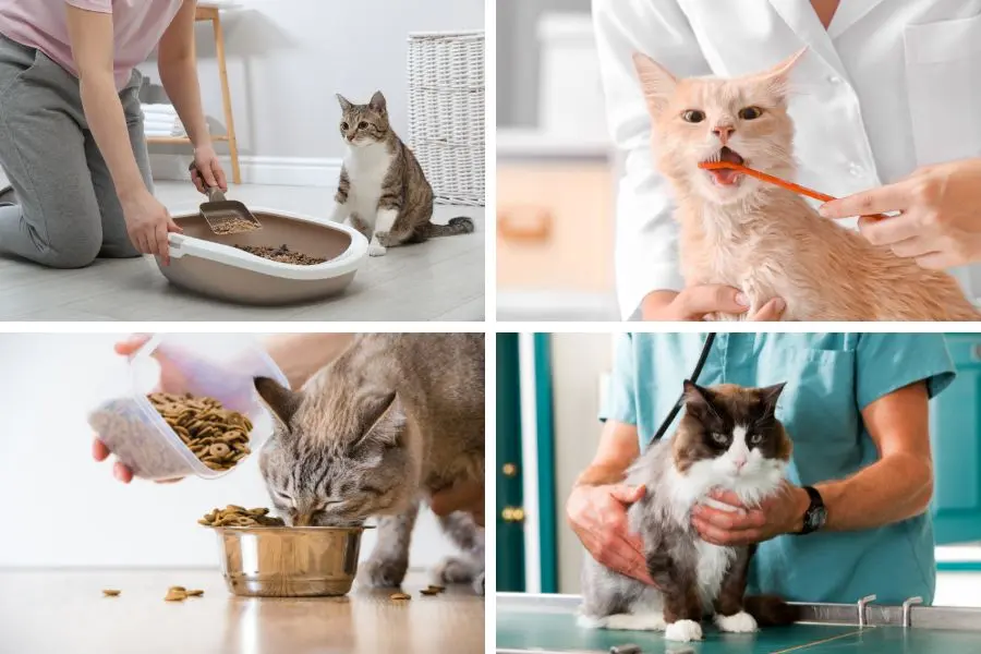Một số biện pháp giúp phòng ngừa tình trạng sưng, viêm môi dưới ở mèo.