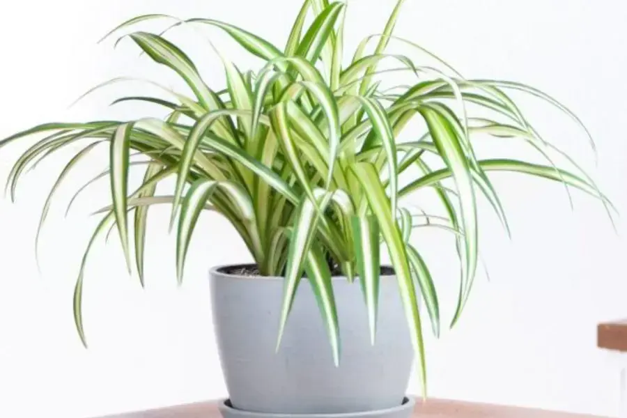 Cây dương xỉ phù hợp để trang trí cho lớp học mầm non