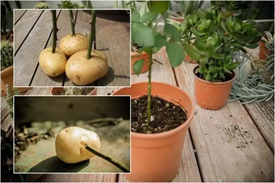 Độ ẩm có trong khoai tây giúp rễ nhanh chóng phát triển và khỏe mạnh