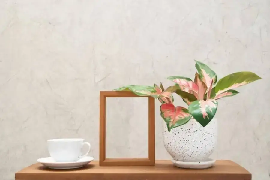 Môn kiểng là loại cây có chứa chất độc