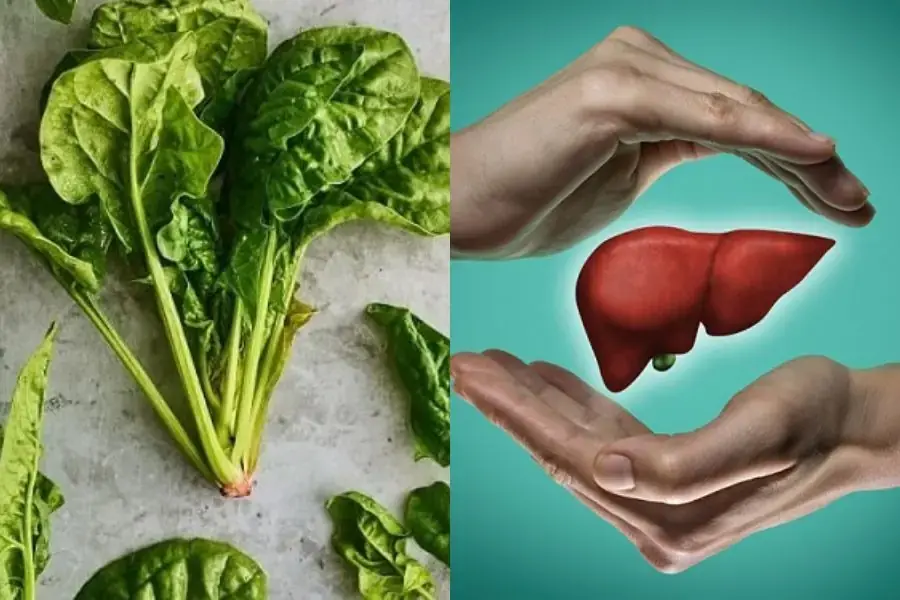 Rau bina thúc đẩy hoạt động của các men giải độc gan.