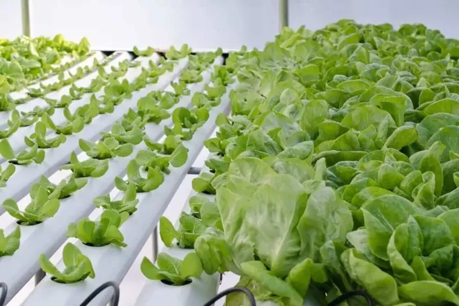 Ánh sáng huỳnh quang là lựa chọn hợp lý nhất cho rau xà lách trồng trong nhà kín