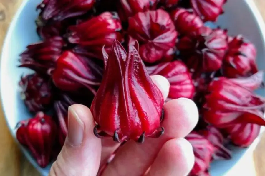 Hoa atiso tươi có bông chắc, chưa nở và màu đỏ sáng.