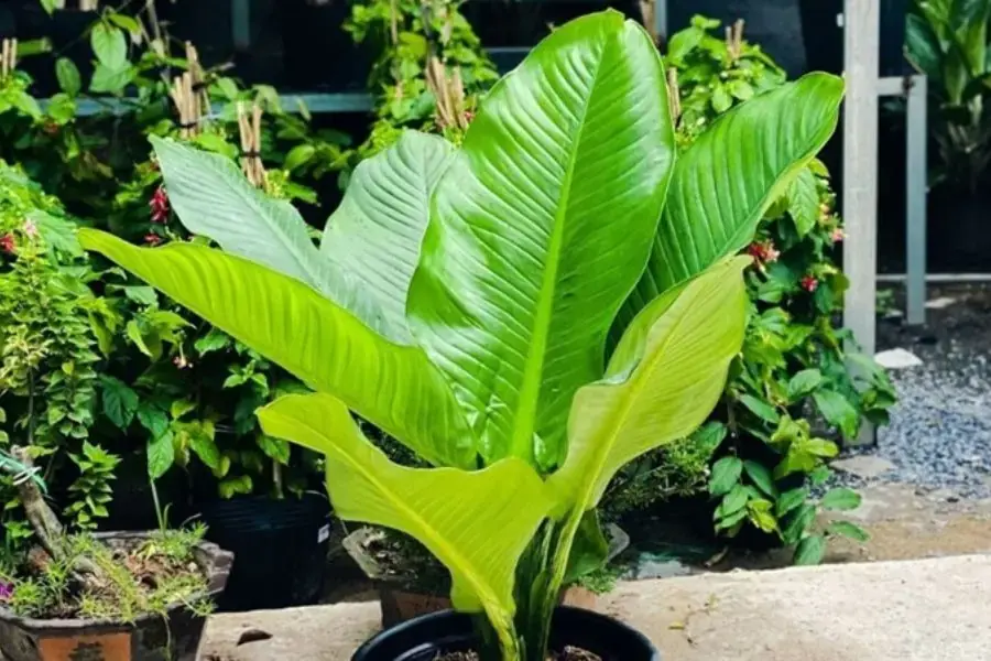 Cây đại phú gia biểu tượng cho ý chí, kiên cường