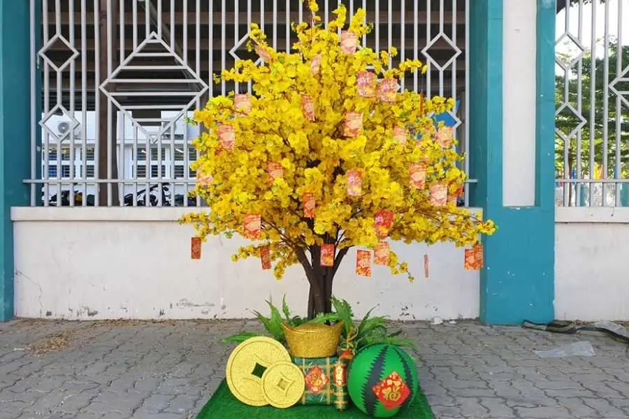 Hoa mai được sử dụng chủ yếu ở miền Nam vào dịp Tết.