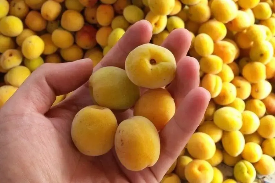 Màu sắc quả mơ chín