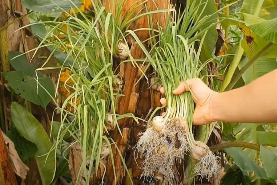 Thu hoạch hành trong thân cây chuối