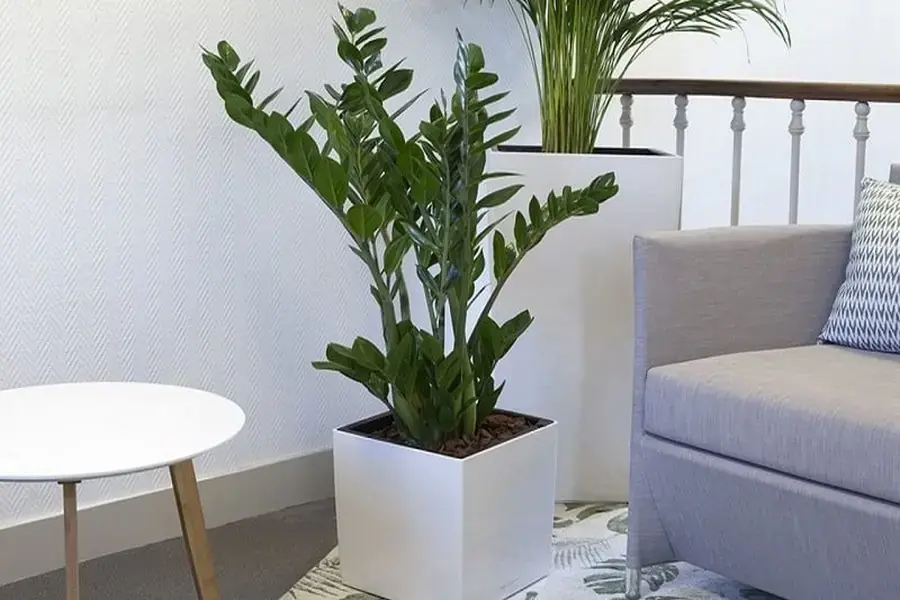 Cây kim tiền có màu xanh rất bắt mắt