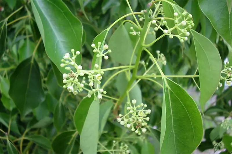Cinnamomum camphora