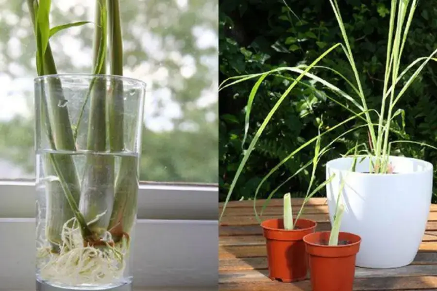 Trông cây sả trong nhà và phòng ngủ để đuổi muỗi