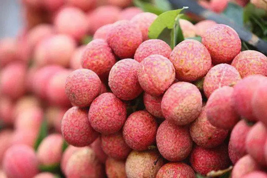Chọn vải thiều ngon bằng việc quan sát vỏ