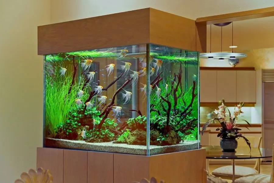 Văn phòng trở nên gần gũi hơn với những bể cá cảnh mini
