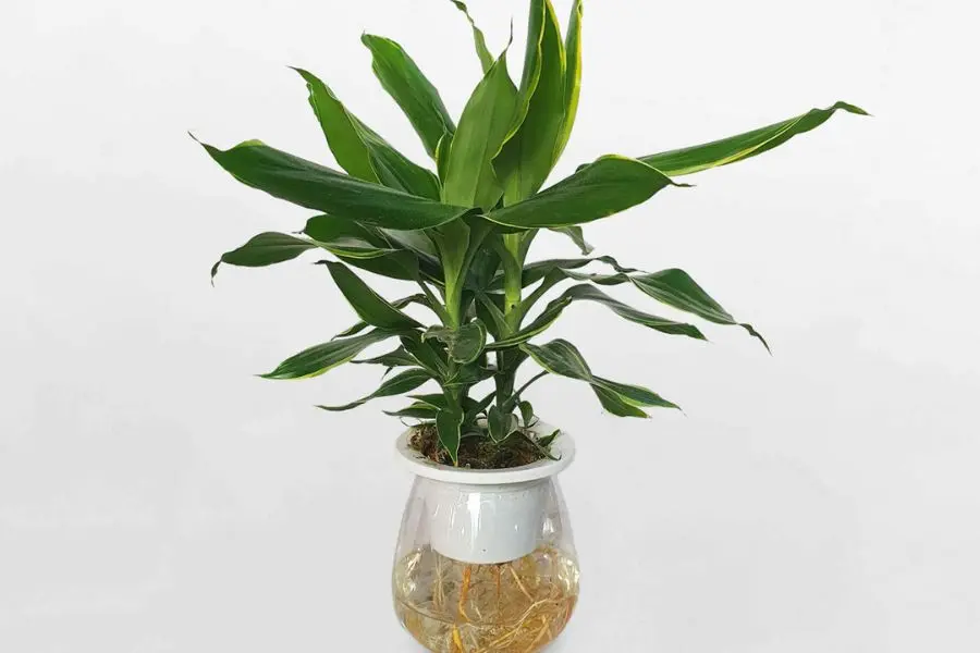 Cây tiền trồng thủy sinh trong chậu khá đơn giản.