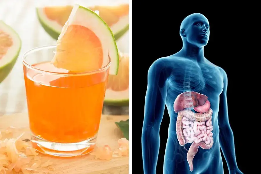 Nước ép bưởi hỗ trợ quá trình tiêu hóa trong cơ thể diễn ra tốt hơn