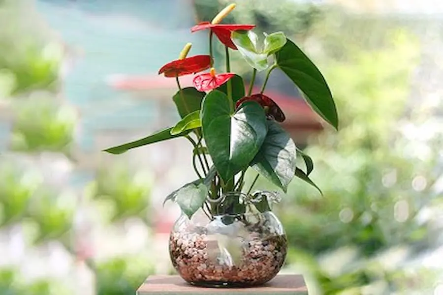 Chọn nước mưa hoặc nước lọc để cho vào trong chậu.