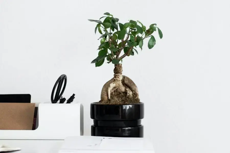Lựa chọn cây cảnh để bàn làm việc phù hợp với ngũ hành bản mệnh