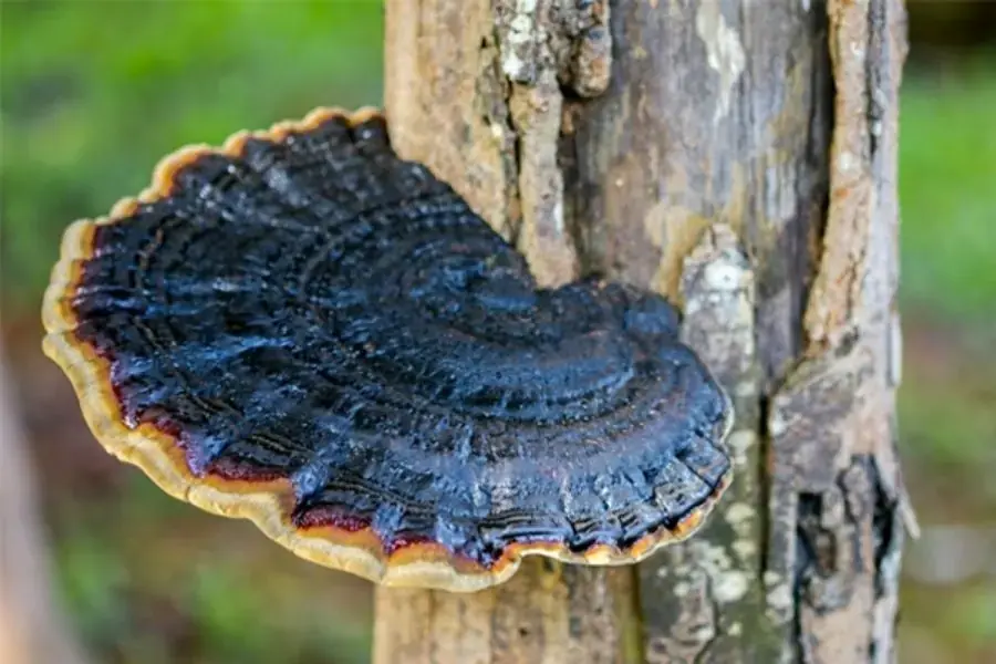 Nấm linh chi đen ( nguồn: Nấm linh chi ông Tiên)