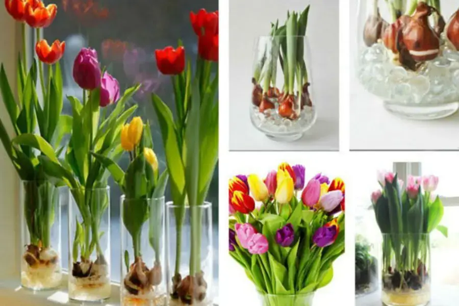 Hoa tulip chính là biểu tượng của cuộc sống vĩnh hằng.
