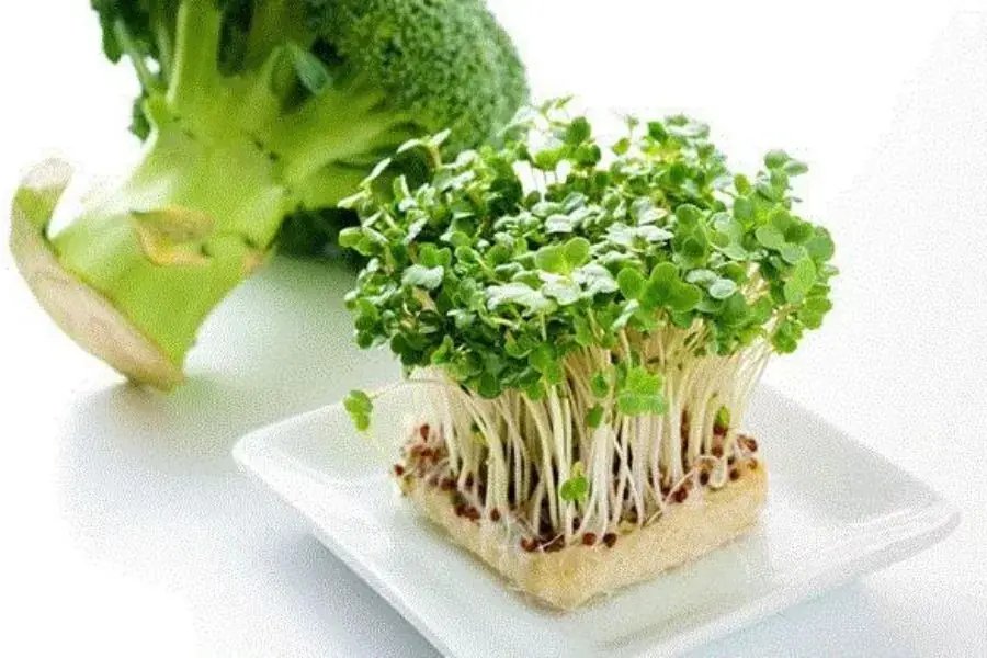 Rau mầm súp lơ xanh có hàm lượng dinh dưỡng cao gấp 30 lần so với súp lơ trưởng thành.