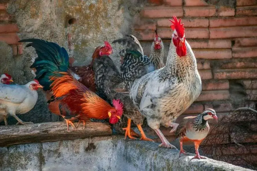 Lựa chọn gà sống khỏe mạnh, mào đỏ, nhanh nhẹn làm đồ cúng