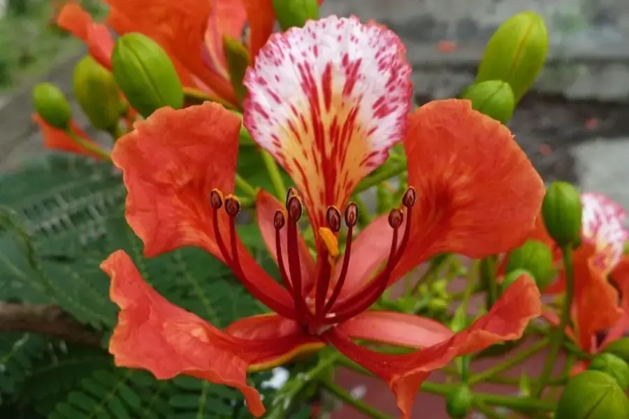 Hoa phượng tươi để chế biến món gỏi gà trộn hoa phượng