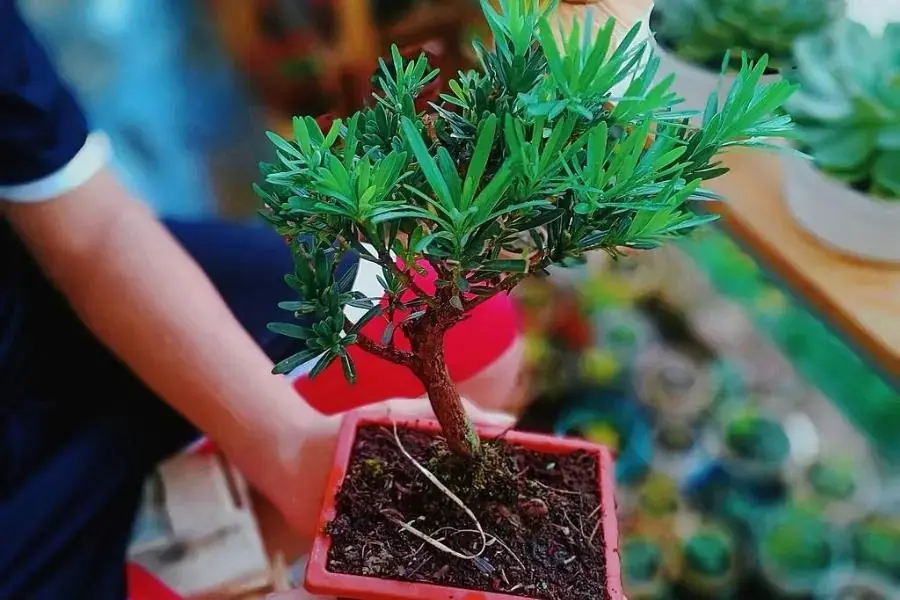Cây Tùng La Hán sau khi nhân giống bằng cành thành công.