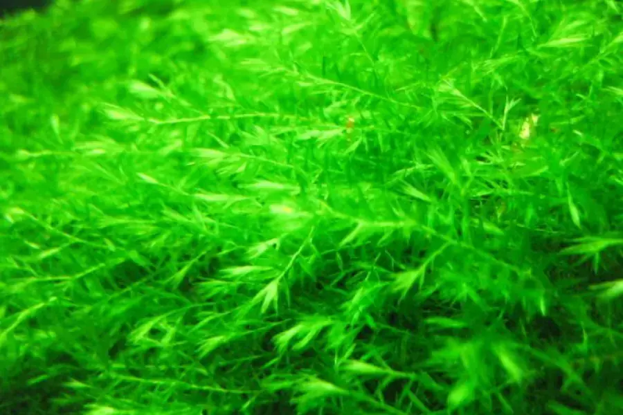 Rêu Willow Moss có vẻ đẹp hiếm thấy trên các loài rêu khác.