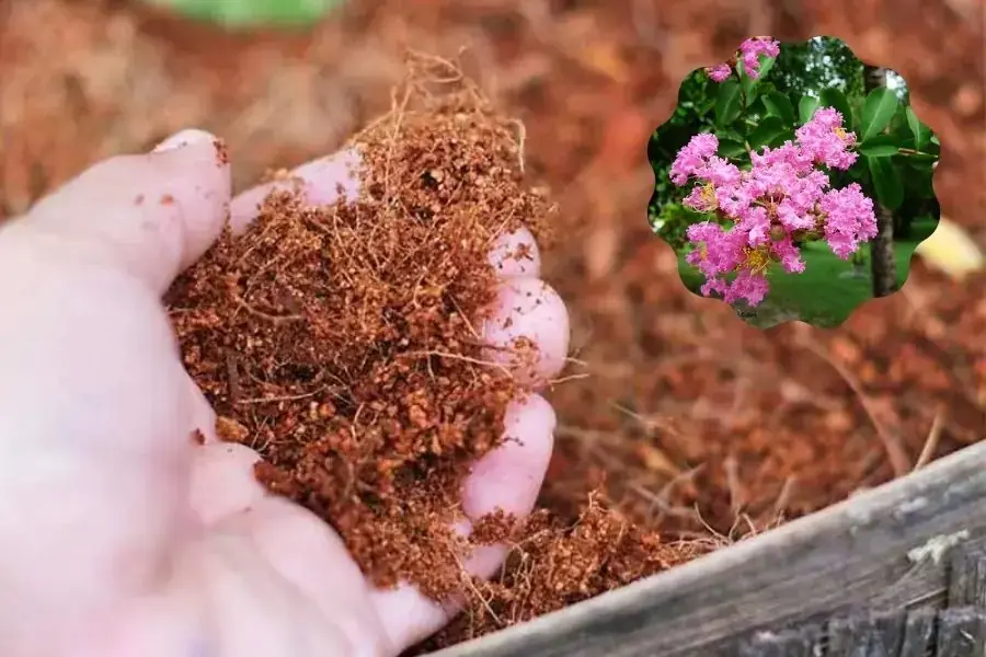 Sử dụng đất tơi xốp, trộn xơ dừa để trồng Bằng Lăng.