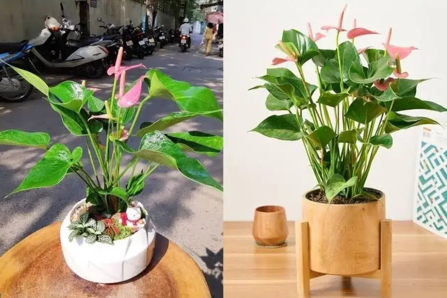 Trang trí hoa tiểu môn trên bàn làm việc giúp thu hút những điều tốt lành