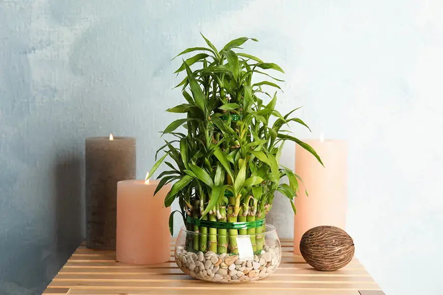 Mẫu cây phát lộc đẹp đơn giản.