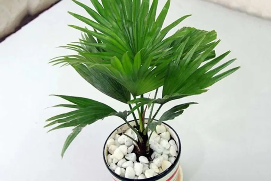 Cọ cảnh thích hợp trồng ở nơi có ánh sáng vừa phải.